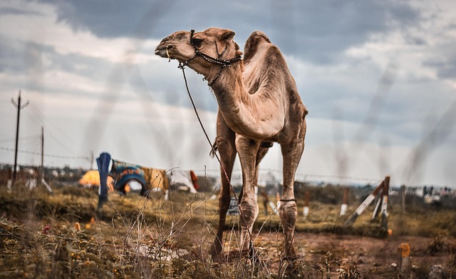 camel