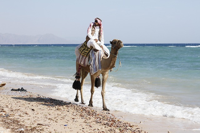 camel