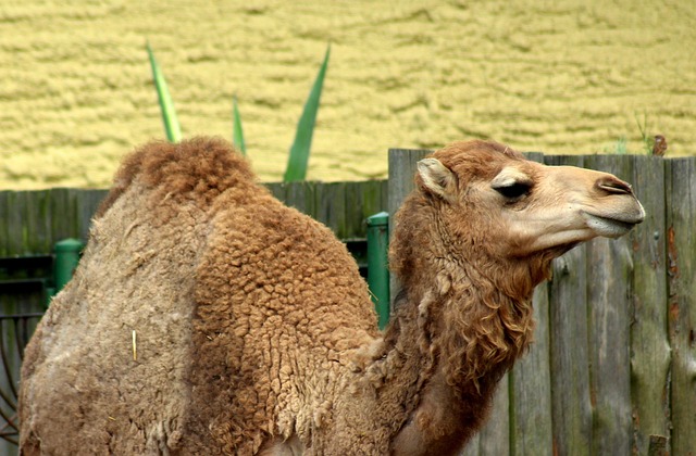 camel