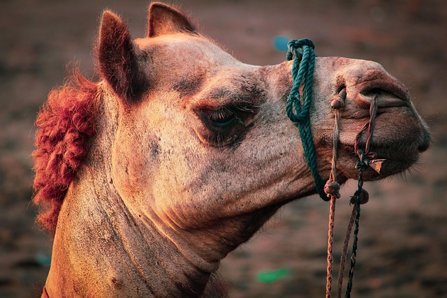 camel
