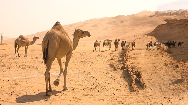 Experience Dubai’s Magic: Top Guide to Desert Camel Rides