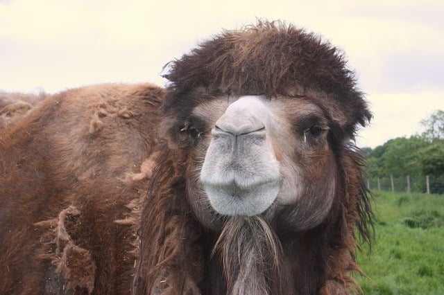camel-640x480-26449360.jpeg
