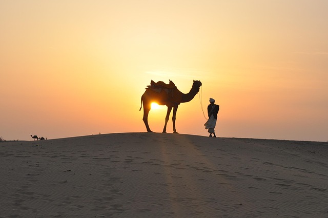 camel