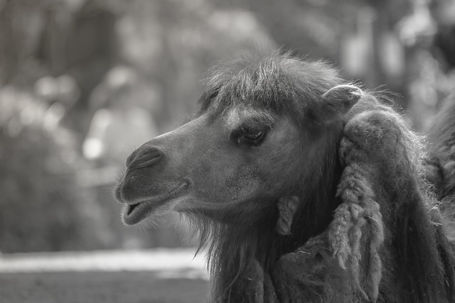 camel
