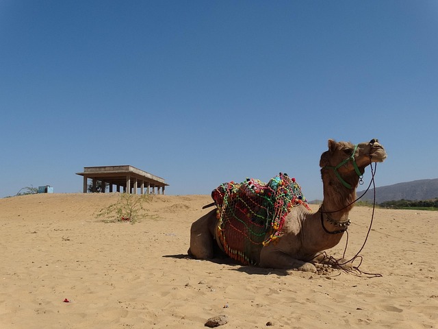 camel