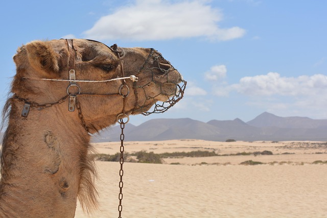 camel