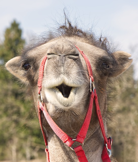 camel