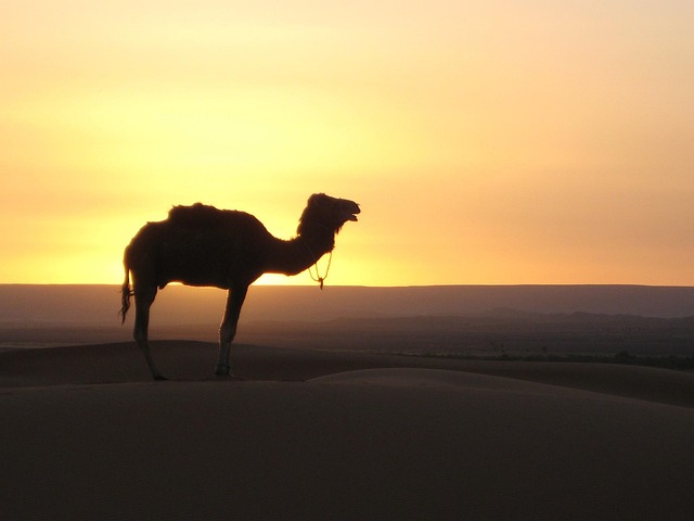 camel