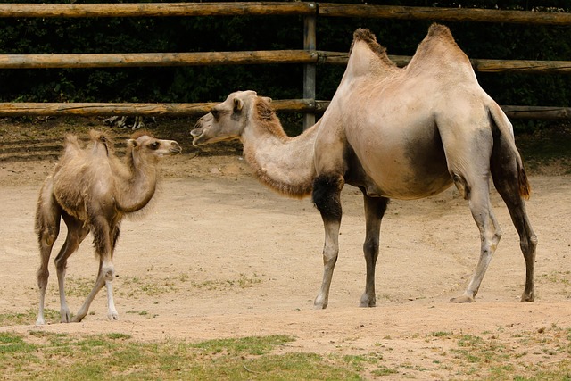 camel