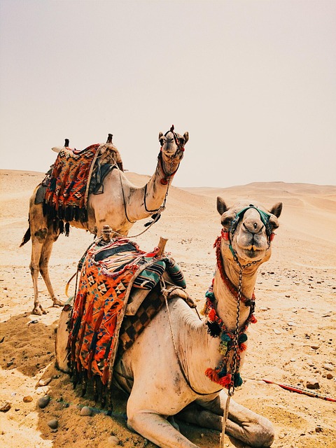 camel