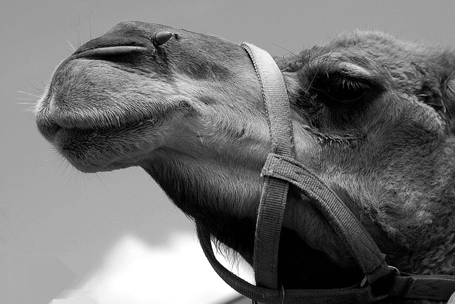camel