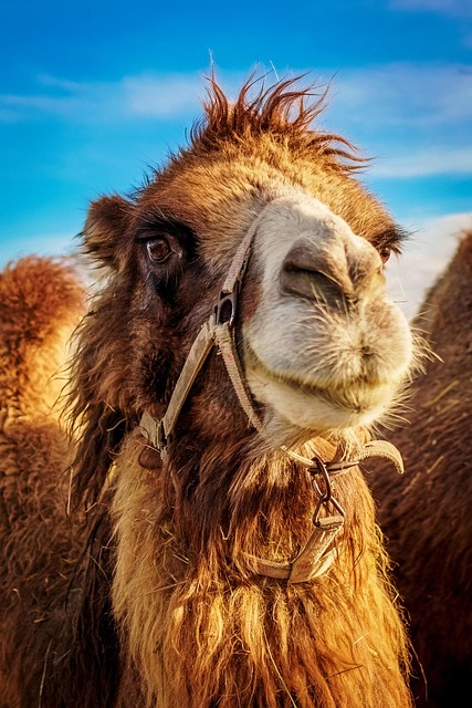 camel