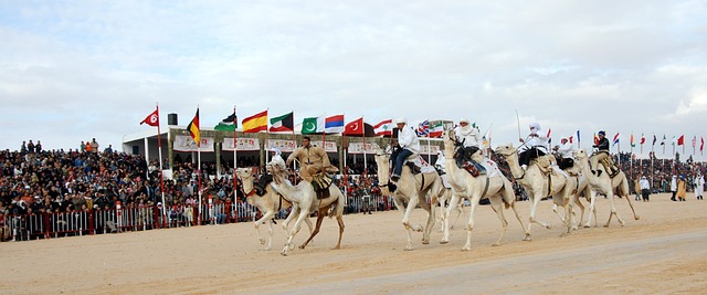 camel