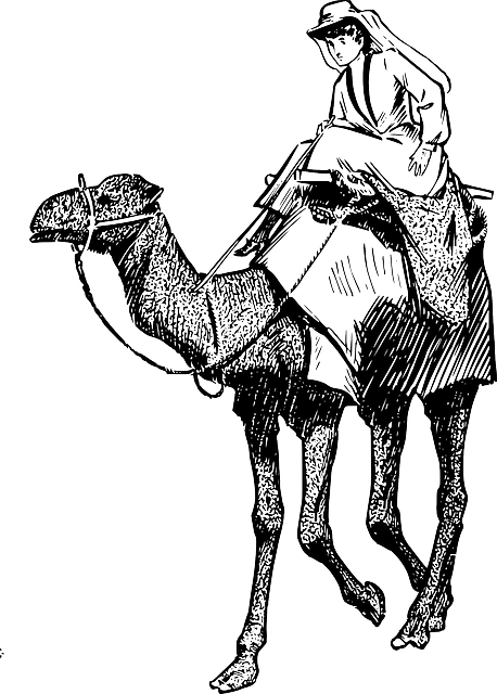 camel