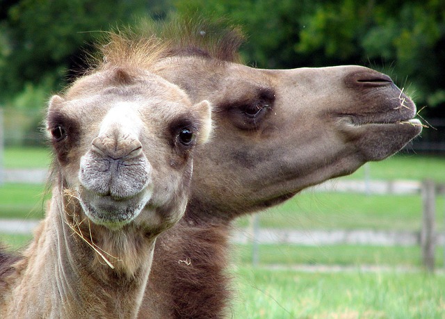 camel