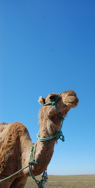 camel