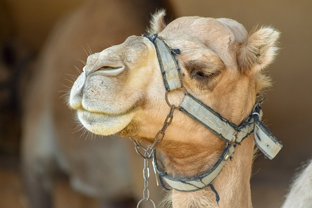 camel