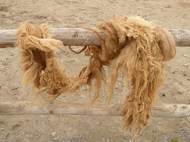 camel