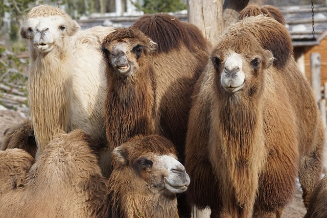 Explore Dubai’s Desert Magic: Sunset Camel Rides with Discounts