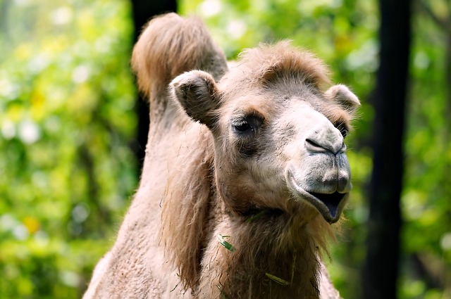 camel