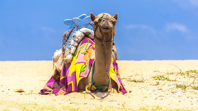 camel