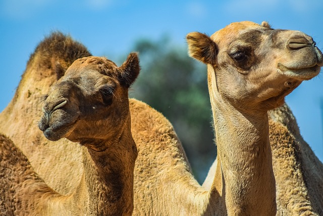 camel