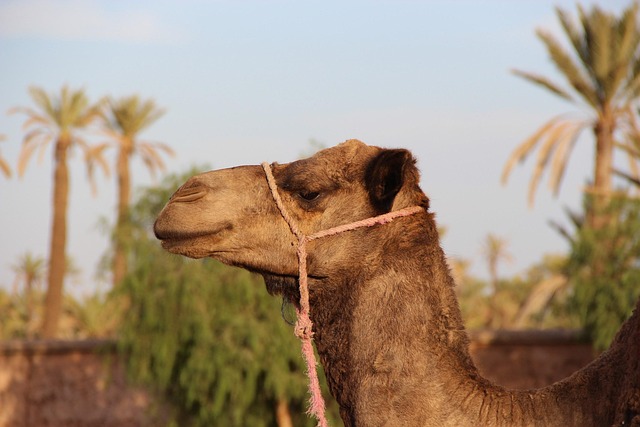 camel