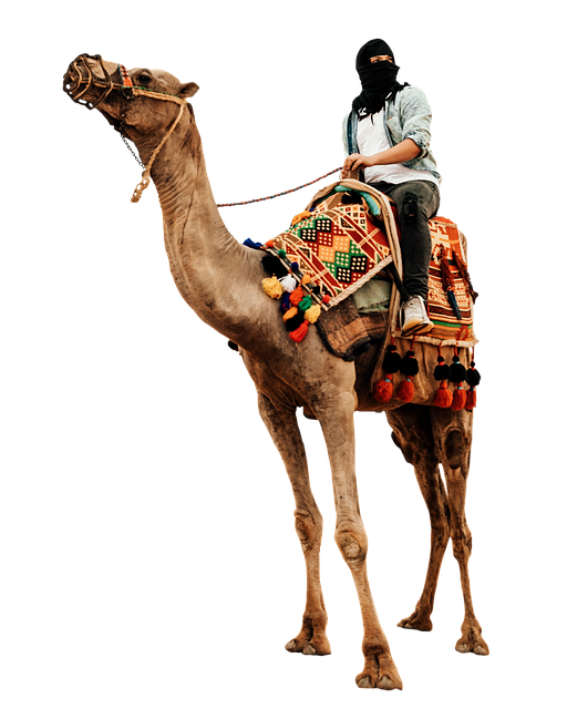 Experience Magic: Booking Your Sunset Camel Ride in Dubai