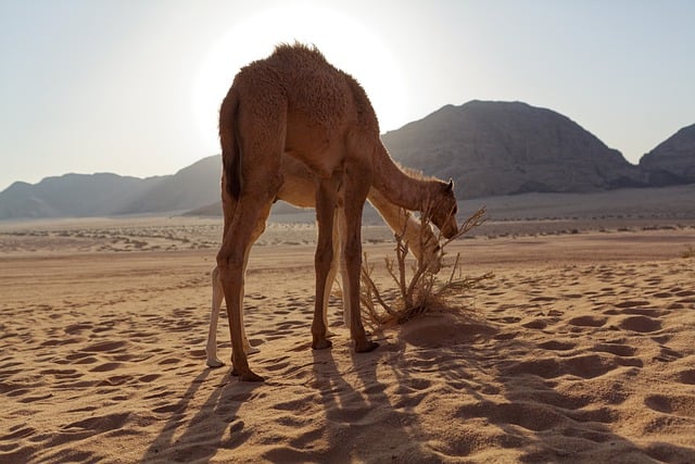 Dubai Camel Experience Pass: Benefits and How to Maximize Your Camel Ride