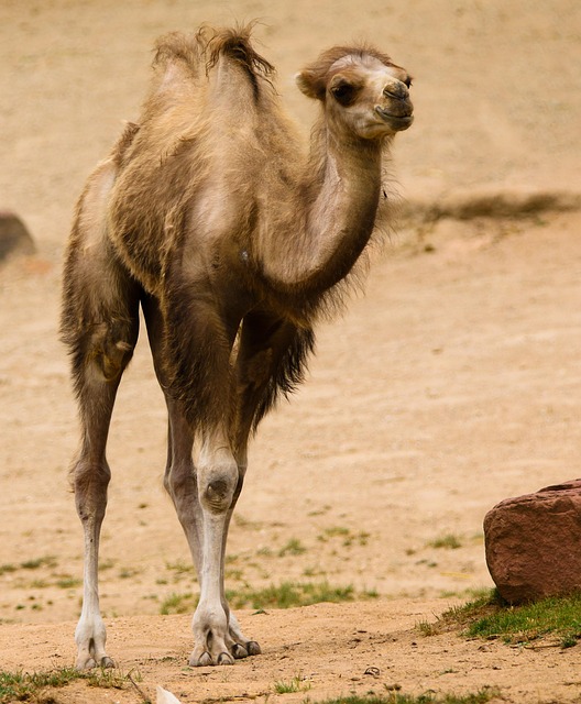 camel-640x480-5564345.jpeg