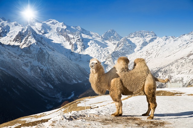 camel-640x480-55956224.jpeg