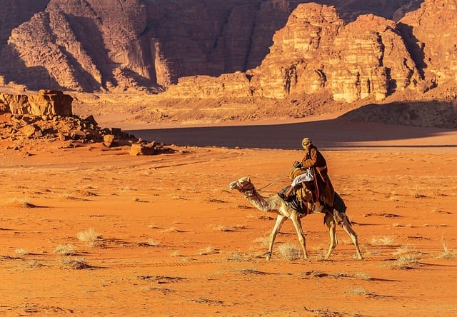 camel