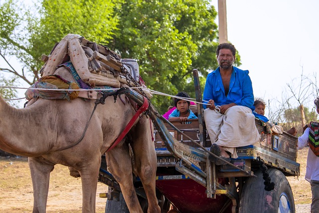 camel