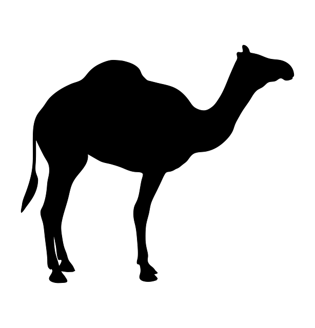 camel