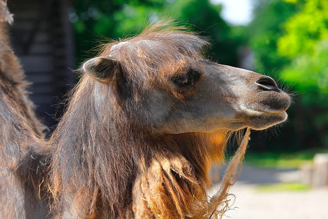 camel-640x480-6388564.jpeg