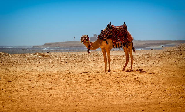 camel
