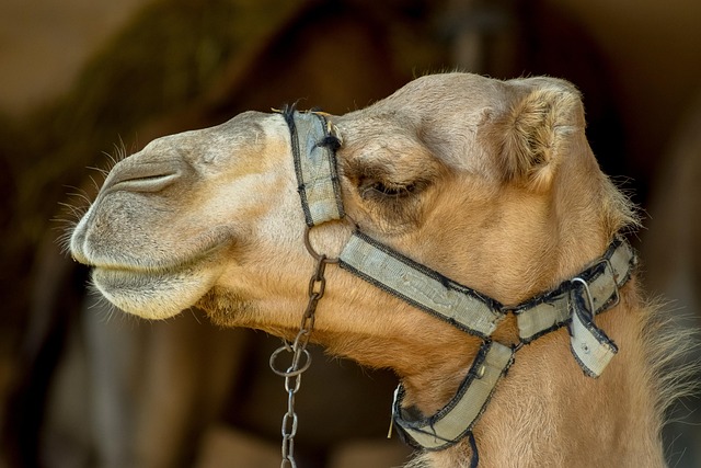 Experience Magic: Dubai’s Sunset Camel Ride Limited Offer