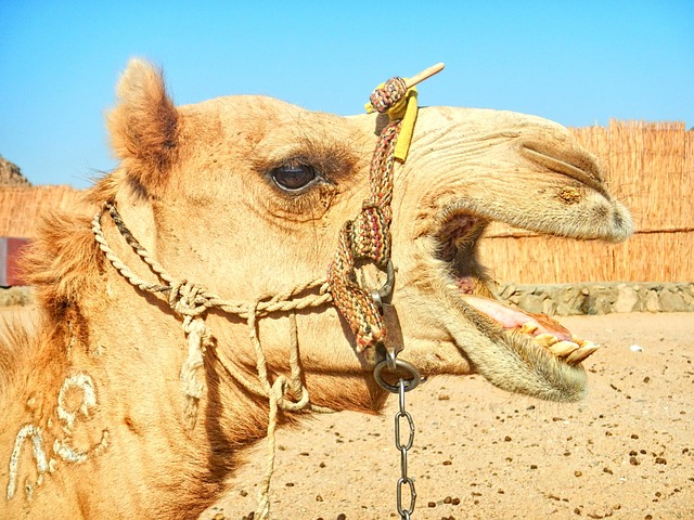 camel