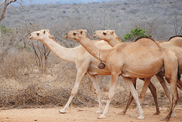 camel-640x480-70275150.jpeg