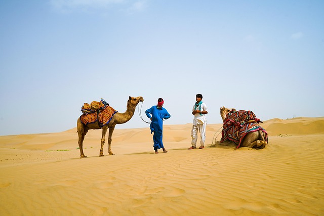 camel