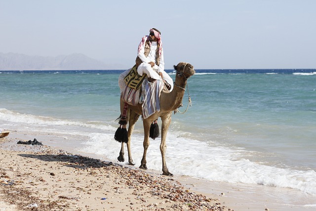 camel