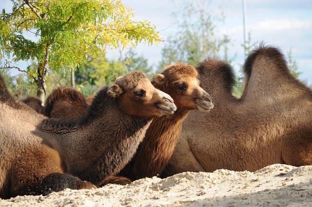 camel-640x480-71257724.jpeg