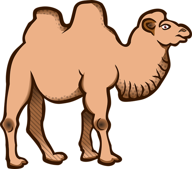 camel