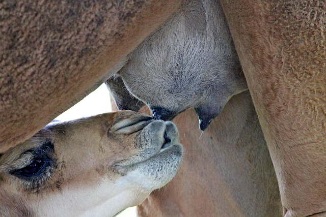 camel