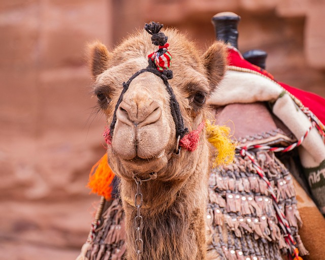 camel
