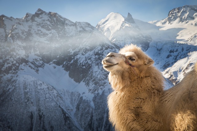 camel
