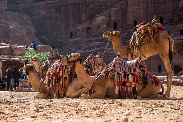 camel