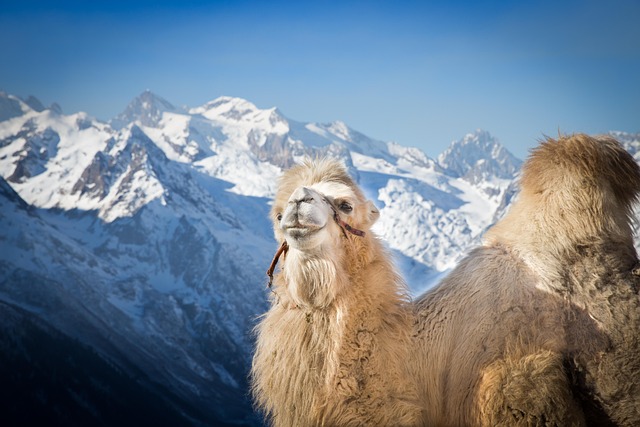 camel