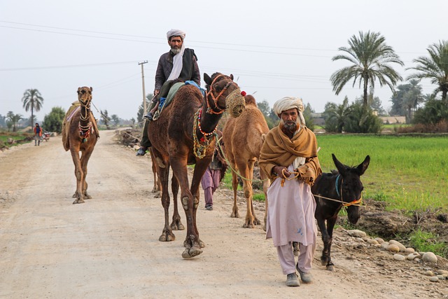 camel