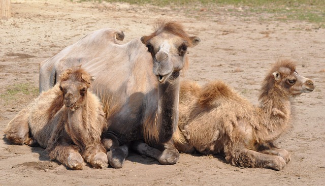 camel
